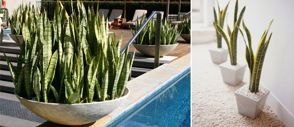 espada de sao jorge cópia.jpg espada de sao jorge cópia.jpg