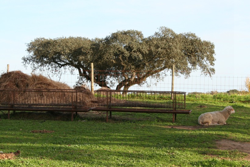 HerdadeFreixoMeio03 by HContadas