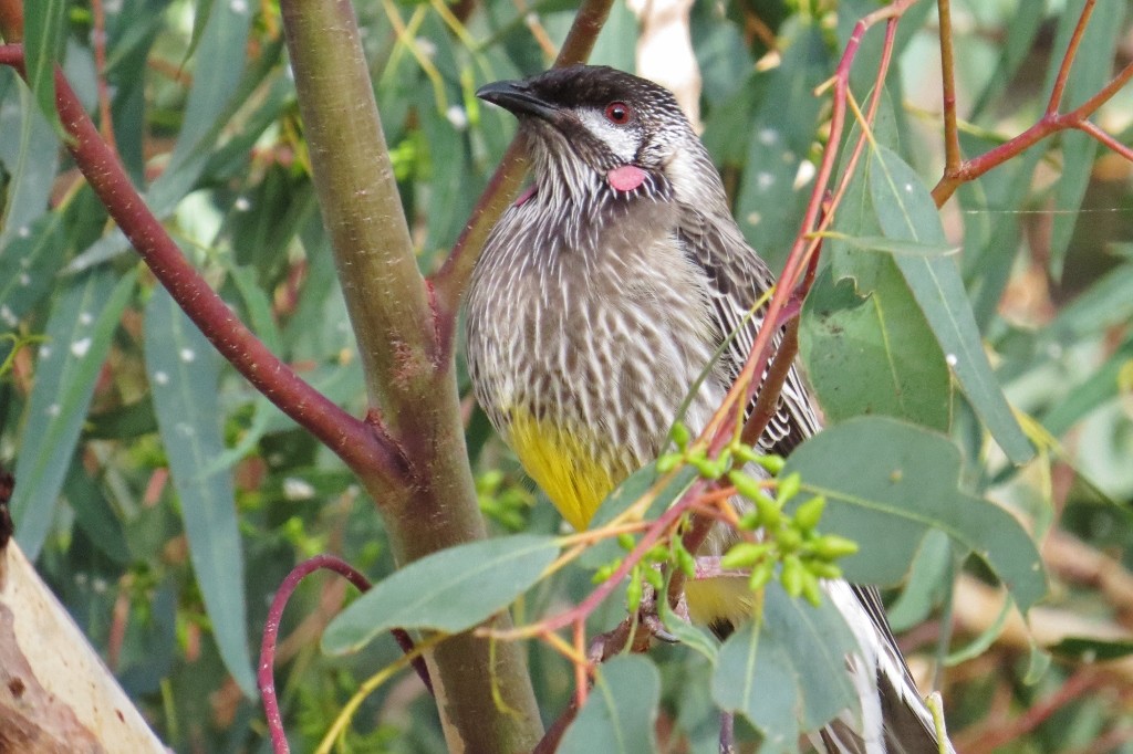 red wattlebird 2