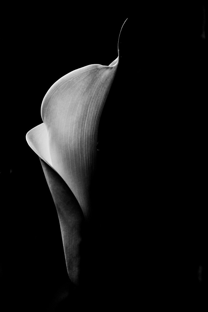 jarro jardim botanico 1