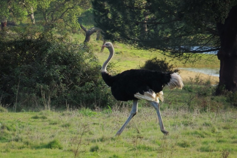 avestruz 3
