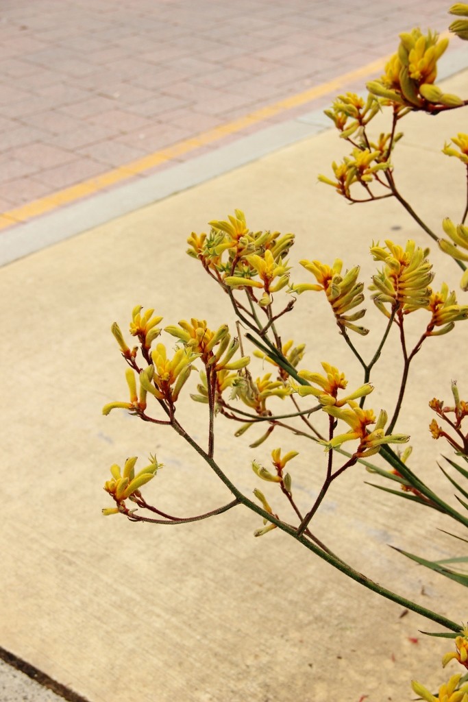 kangaroo paw a 11