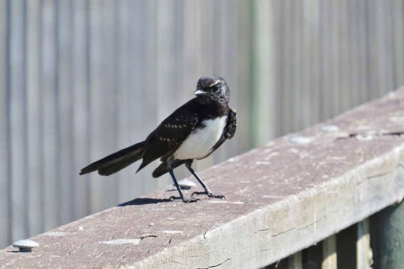 willie wagtail b 25