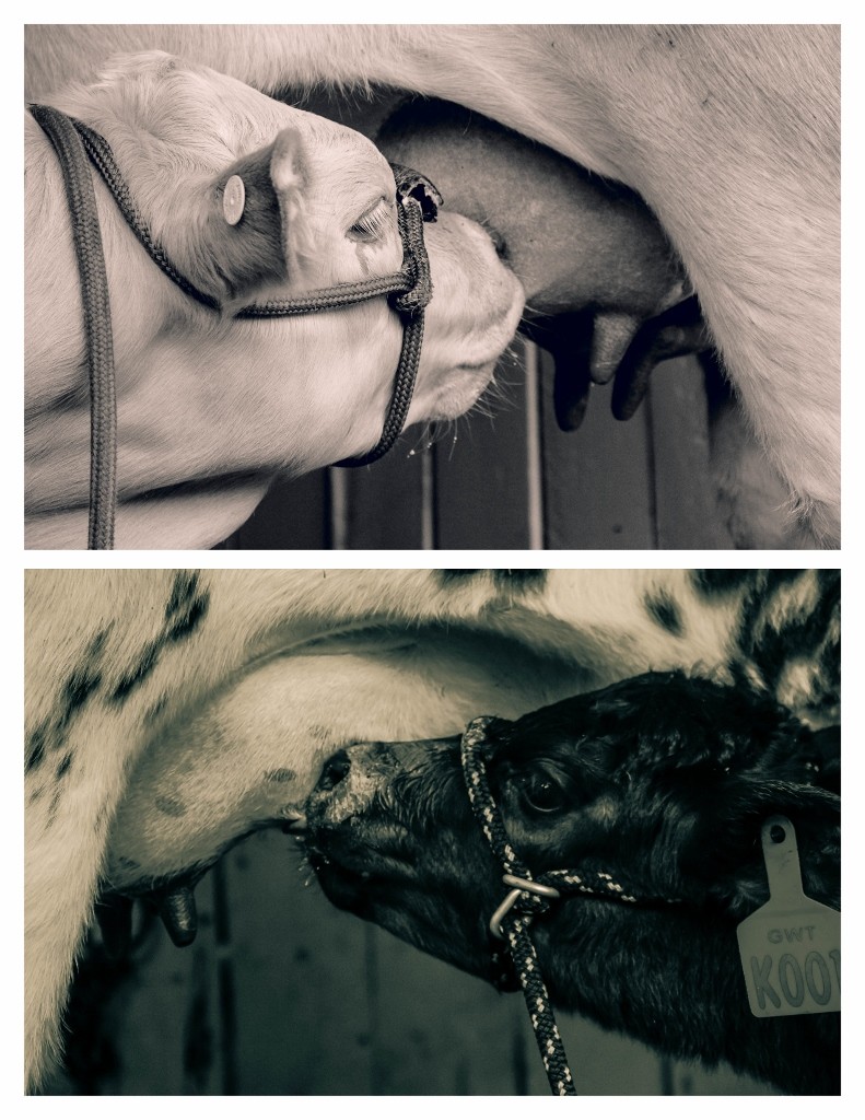 perth royal show farm animals 1 (791x1024)