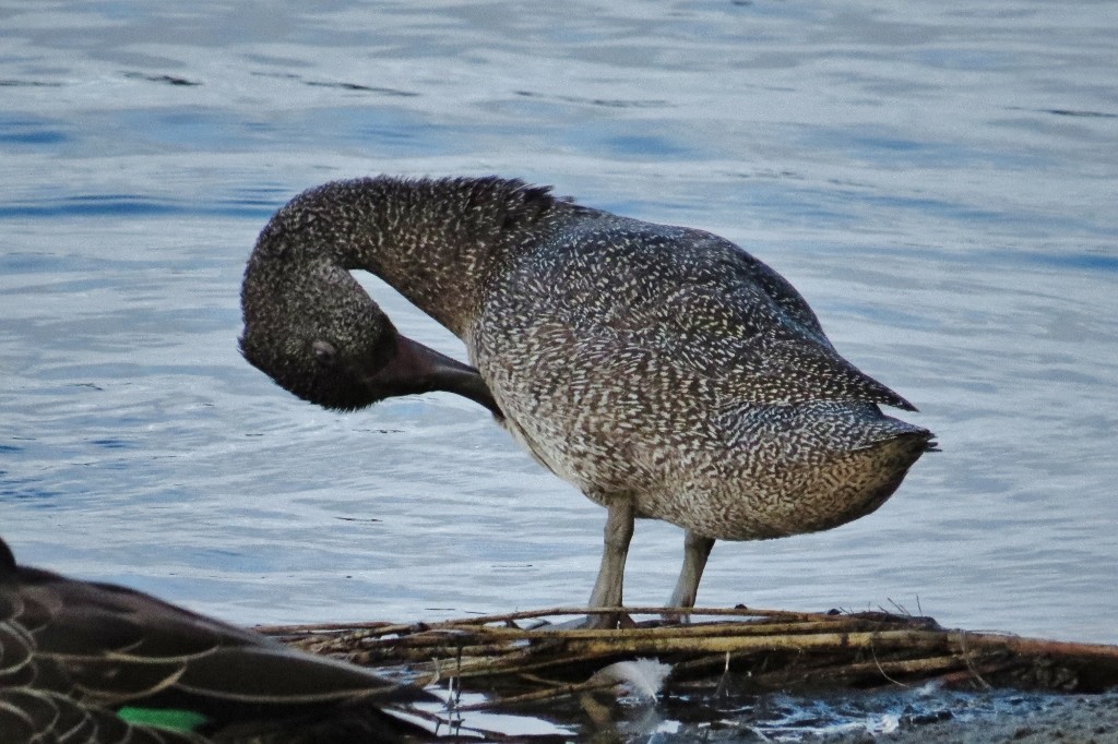 freckled duck 7
