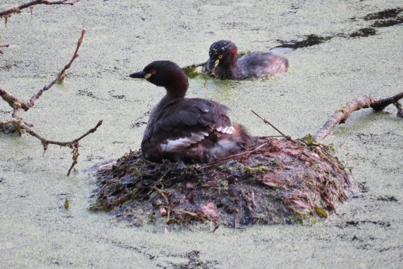 little grebe 3 (800x533)