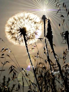 de527c4c9416a99c774b700060e836a0.gif de527c4c9416a99c774b700060e836a0.gif