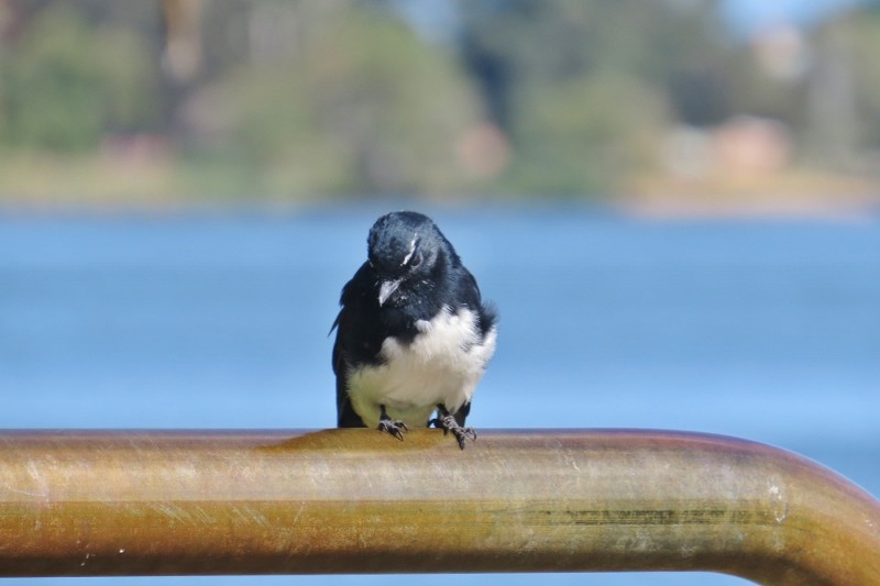 willie wagtail b 23
