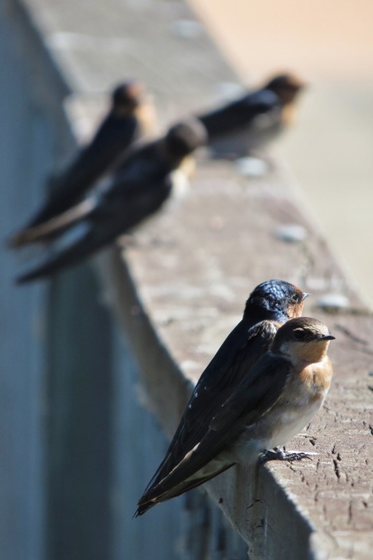 hirundo neoxena 8