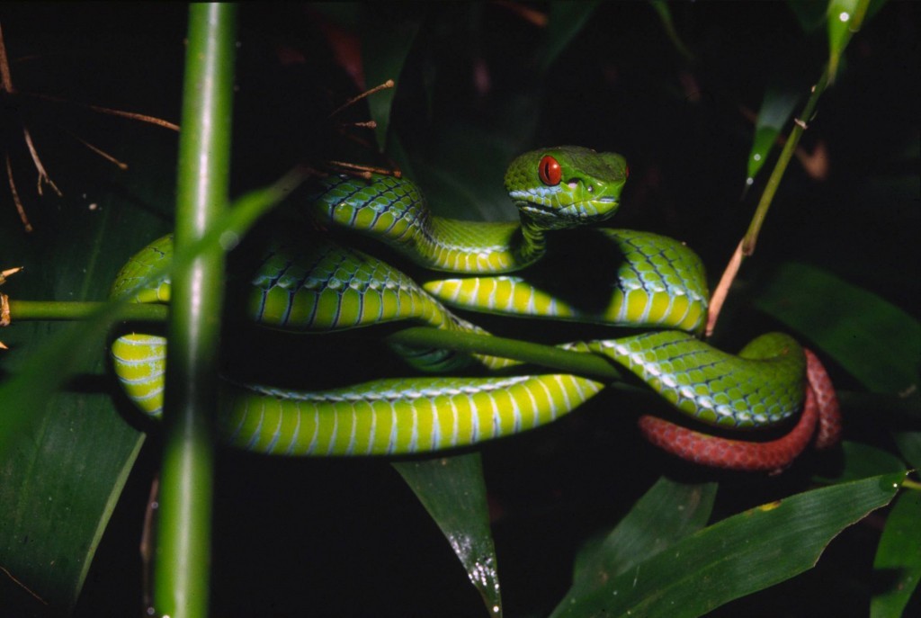 Trimeresurus_rubeus_(Vietnam and Cambodia)_3_© Peter Paul van Dijk_Darwin Initiative