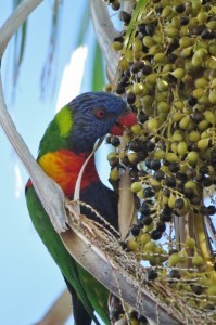 rainbow lorikeet 7