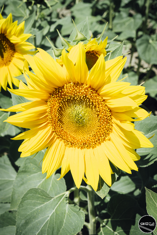 Julho-36.JPG Julho-36.JPG