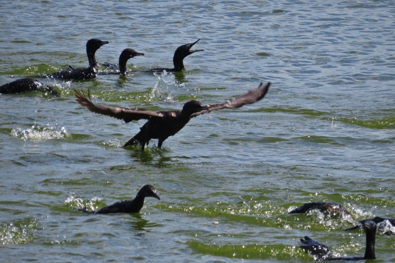 little black cormorant 9