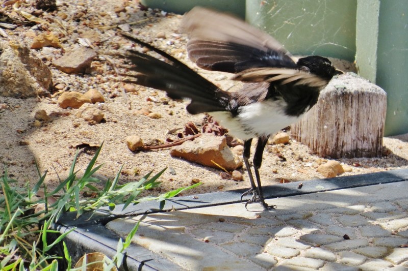 willie wagtail a 19