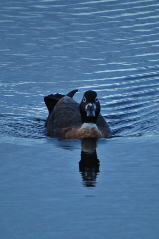 shelduck a 16 (533x800)
