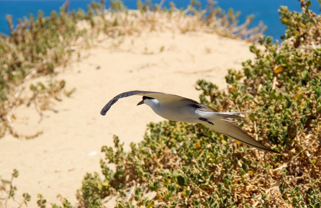 bridled tern a 16
