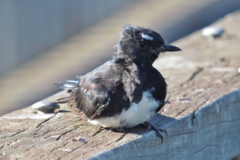 willie wagtail a 10