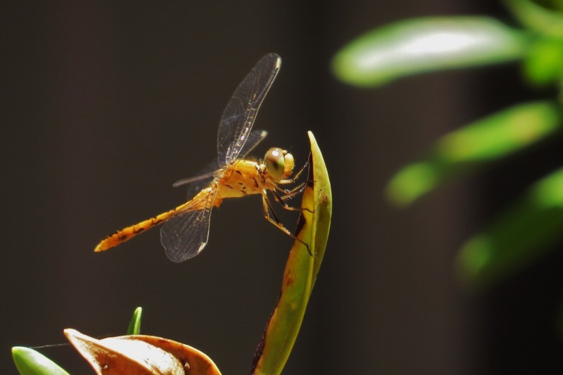 orthetrum caledonicum 6 (800x533)