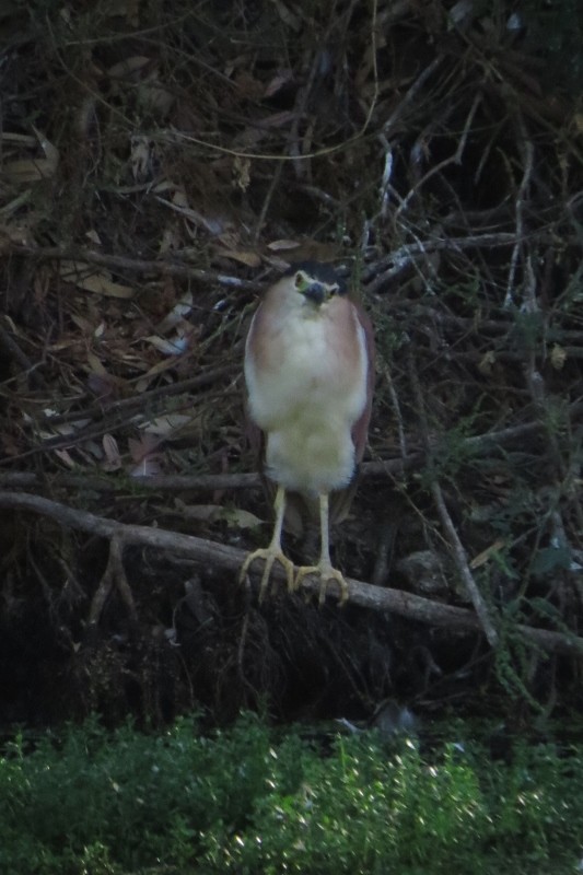 night heron 8