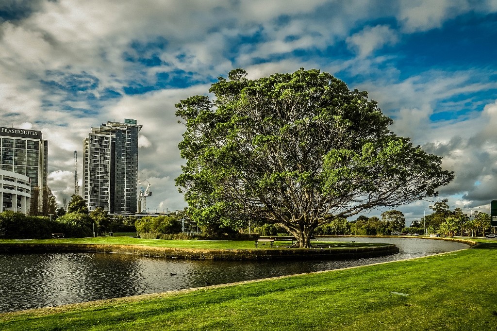 perth tree