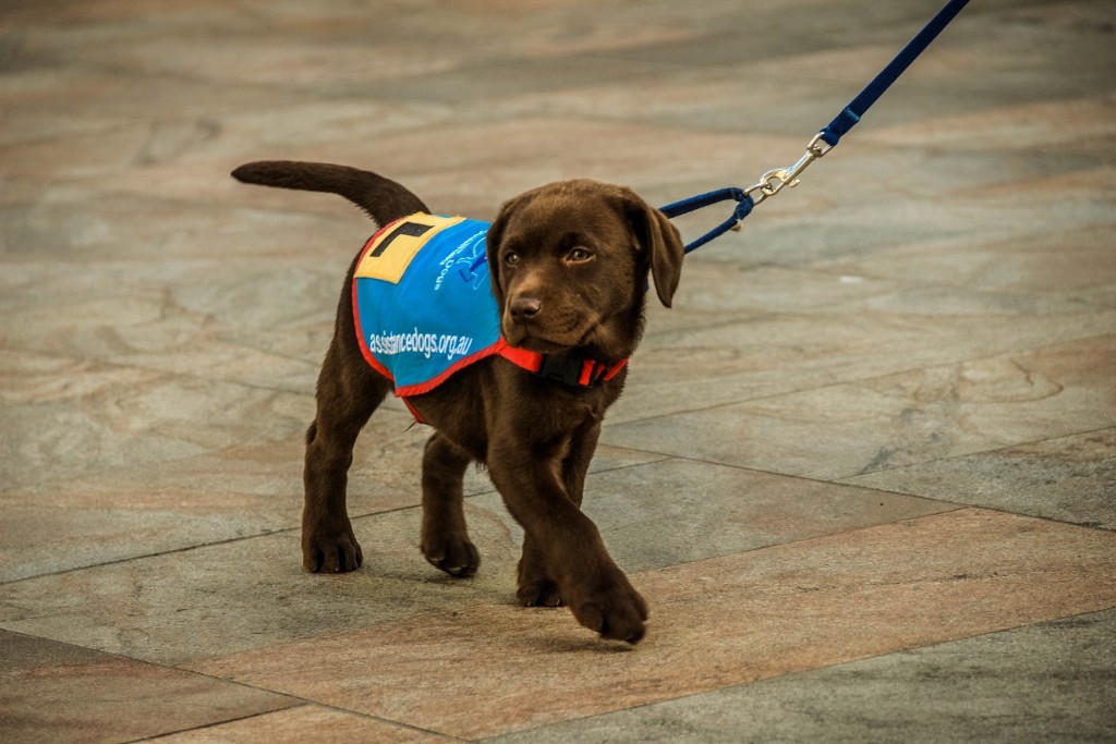 cao guia-7 (1024x683)