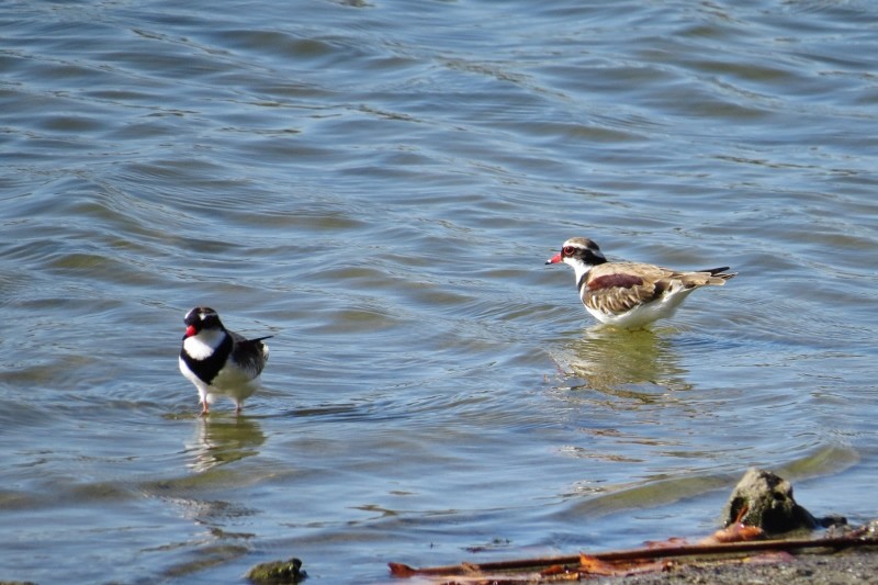 black-fronted dotterel 2 (800x533)