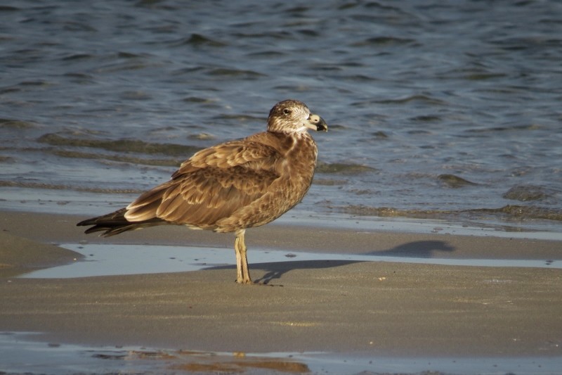 larus pacificus 2 (800x533)