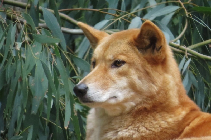 Dingo: você conhece o cão selvagem da Austrália?