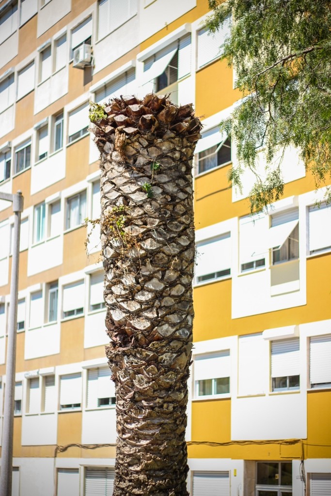 escaravelho palmeira 2