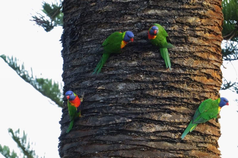 rainbow lorikeet 5 a