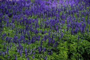 kings park perth 3 (1024x683)