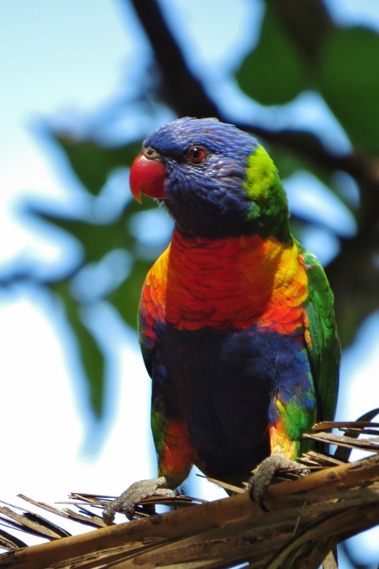 rainbow lorikeet 2