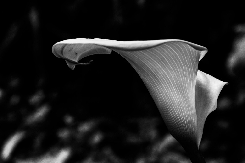 jarro jardim botanico 3