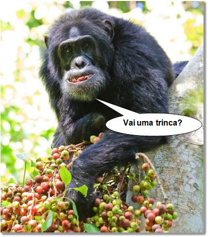 macaco chef de cozinha