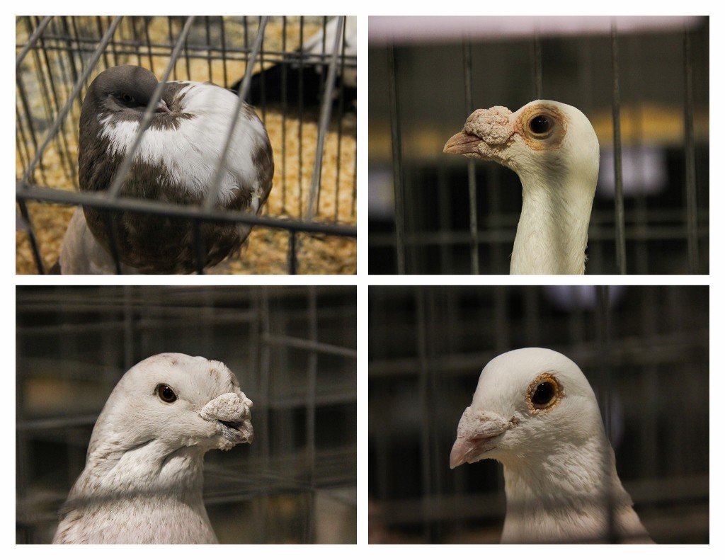 pidgeons perth royal show 2