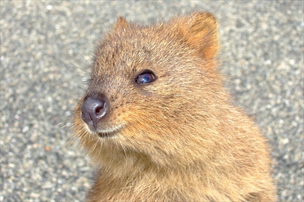 quokka