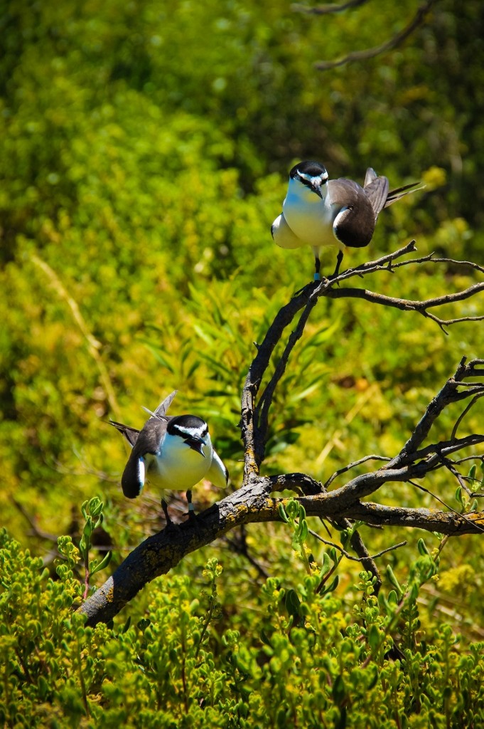 bridled tern 6