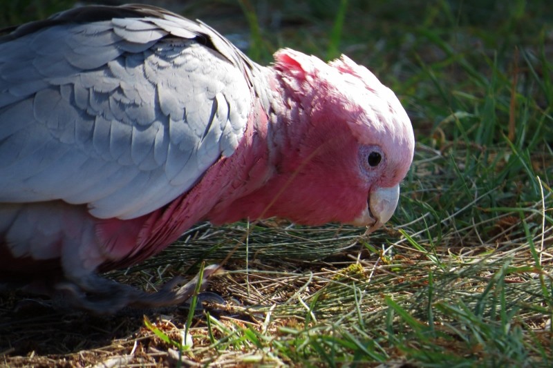 galah 2 (800x533)
