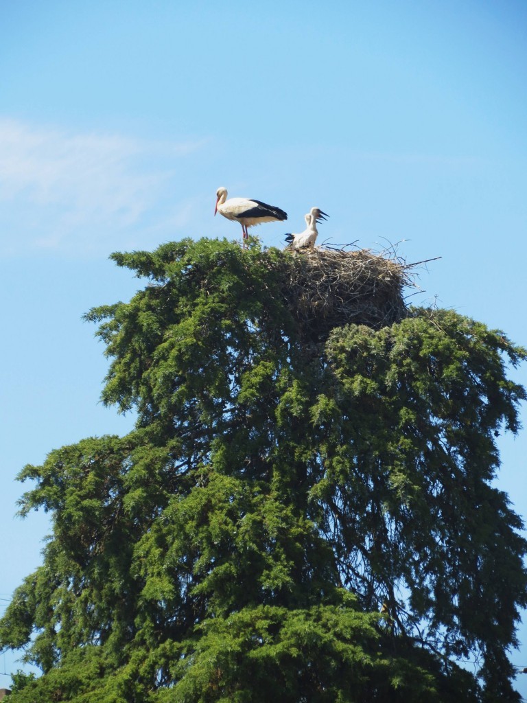 ciconia 2