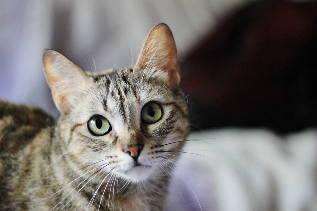 gato