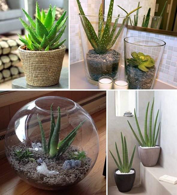 aloe vera cópia.jpg aloe vera cópia.jpg