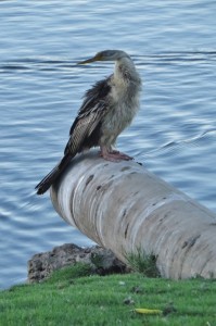 australian darter a 13 female (533x800)