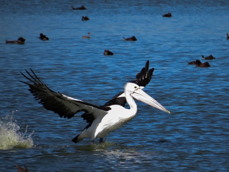 pelicano 3 (800x600)