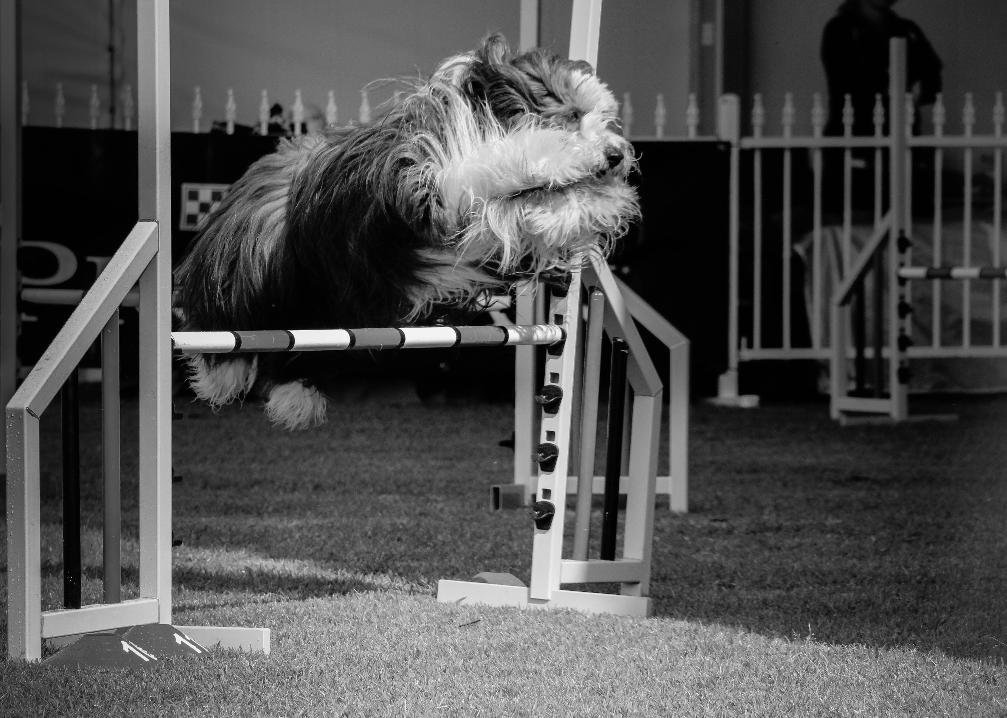 dogs perth royal show a 13