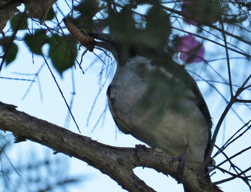 Cracticus torquatus 2