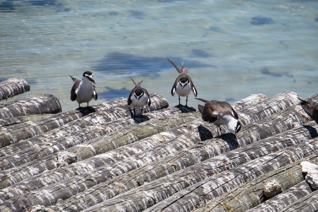 bridled tern 8