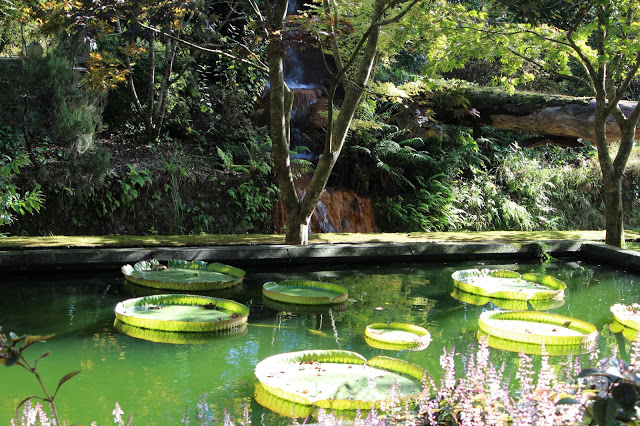 Açores + Azores + Arquipélago dos Açores + Ilha de São Miguel + parque terra nostra + hotel terra nostra + vale das furnas + furnas + visitar portugal + flores dos açores + beleza dos Açores + viajar em família