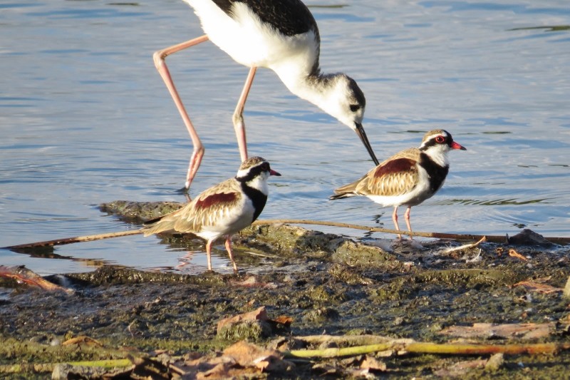black-fronted dotterel 8 (800x533)