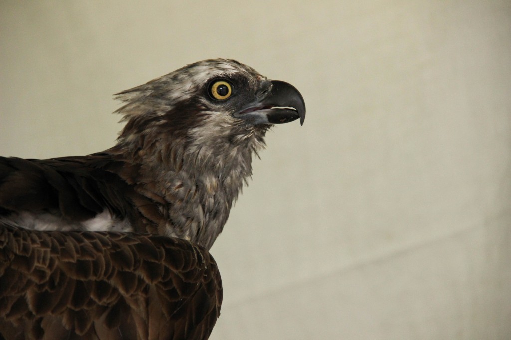 aguia-pesqueira a 11