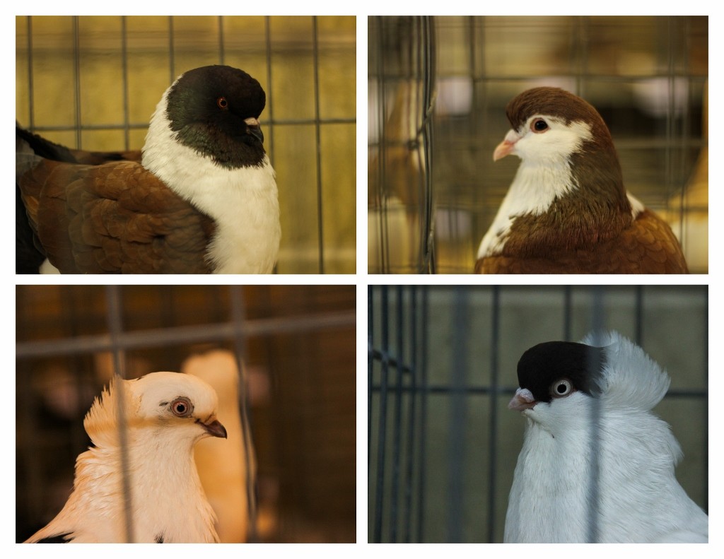 pidgeons perth royal show 1